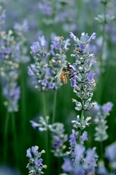 Lavendel, Biene