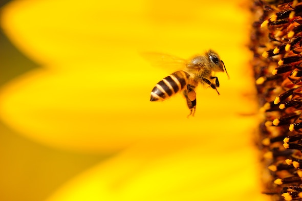 Bienen, Sonnenblumen