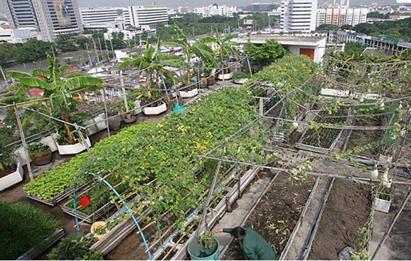 urban farming auf hochhausdächern